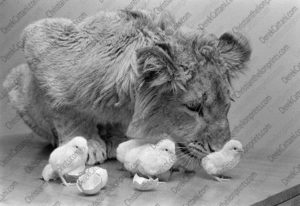 Christian the Lion with Easter Chicks